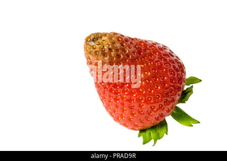 Erdbeeren faulen mit Schimmel auf weißem Hintergrund. Stockfoto