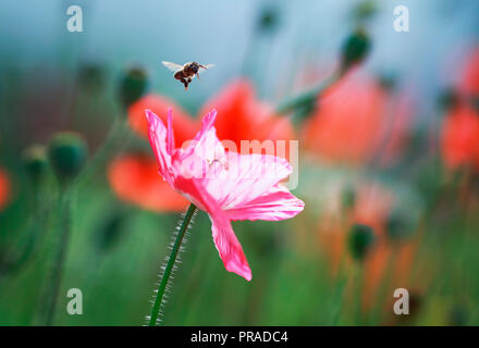Biene im Sommer Garten fliegen über die leuchtend rosa Mohn Blumen Stockfoto