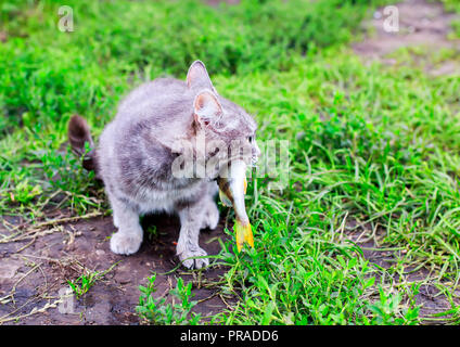 Nett schön gestreifte Katze hält barsch Fische in ihre Zähne im Sommer Garten Stockfoto
