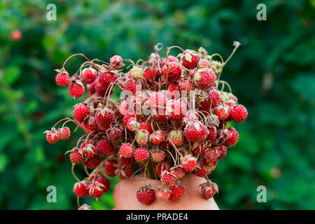 Schönen Blumenstrauß von saftigen Helle wilden roten Erdbeeren hält eine Hand vor dem Hintergrund einer Sommerwiese Stockfoto