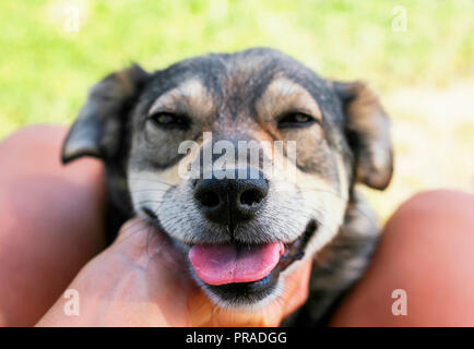 Cute glücklicher Hund legte seine Schnauze auf Händen und Knien von Mensch und treu schaut in seine Augen Stockfoto