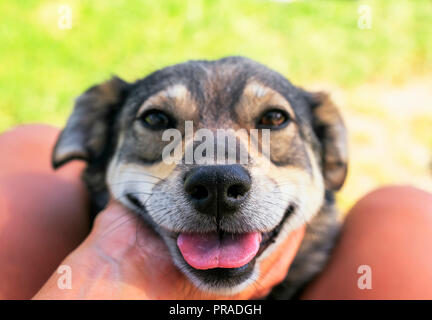 Cute glücklicher Hund legte seine Schnauze auf Händen und Knien von Mensch und treu schaut in seine Augen Stockfoto