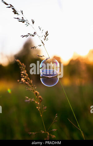 Ein paar glänzend schimmernde Seifenblasen hängen auf dem Gras auf der grünen Wiese Sommer hell an einem klaren Abend Stockfoto