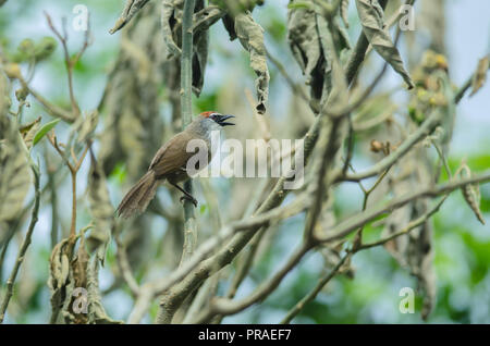 Kastanien-capped Schwätzer (Timalia Pileata) auf Zweig in der Natur Stockfoto