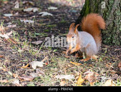 Kleine rote Eichhörnchen in der Nähe von Tree Trunk in herbstlichen Park und sucht Sitzen für Lebensmittel Stockfoto