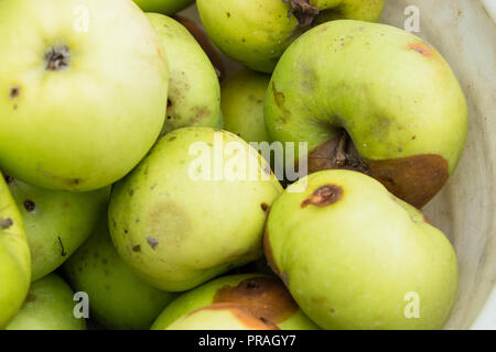 Faule grüne Äpfel liegen in einer Schüssel auf den alten Platten Stockfoto