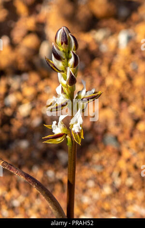 Prasophyllum sargentii, eingesäumt Lauch Orchid Stockfoto