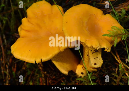 Pfifferlinge in Wald Moos im Morgenlicht schönen starken Pilze leuchtend gelb Stockfoto