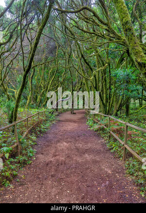 LA GOMERA, SPANIEN - 18. August: (Anmerkung des Editors: Bild ist ein digital [High Dynamic Range, HDR] Composite.) ein Weg der Lorbeerwald im Garajonay Nationalpark an der Laguna Grande am 18. August zu sehen ist, 2018 in La Gomera, Spanien. Dieser lorbeerwald ist ein tropischer Regenwald und Teil des UNESCO Weltkulturerbes. Stockfoto