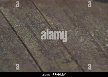 Closeup Aufnahmen von alten Holzplanken Stockfoto