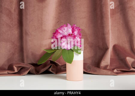 Bicolor Vase mit Blumen rosa Rhododendron vor einem rosa Samtvorhang. Minimale noch leben Farbe Fotografie Stockfoto