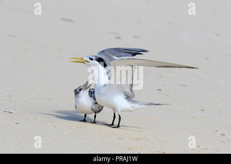 Crested Tern mit Küken auf dem Strand bei Michaelmas Cay, Great Barrier Reef Far North Queensland Australien Stockfoto