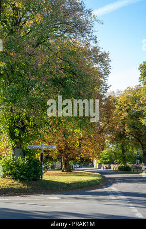 Acer pseudoplatanus. Platanen auf Kingham grün im frühen Herbst. Cotswolds, Oxfordshire, England Stockfoto