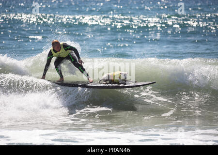 Huntington Beach, Kalifornien, USA. 29. September 2018. September 29, 2018 - Zucker reiten Tandem mit Eigentümer Ryan Ruskin von Huntington Berach, CA im Surf City Surf Dog Comptetition in Huntington Beach, CA, USA Credit: kayte Deioma/Alamy leben Nachrichten Stockfoto