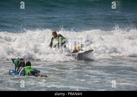 Huntington Beach, Kalifornien, USA. 29. September 2018. September 29, 2018 - Zucker reiten Tandem mit Eigentümer Ryan Ruskin von Huntington Berach, CA im Surf City Surf Dog Comptetition in Huntington Beach, CA, USA Credit: kayte Deioma/Alamy leben Nachrichten Stockfoto