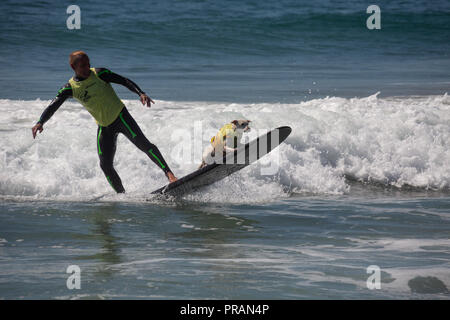 Huntington Beach, Kalifornien, USA. 29. September 2018. September 29, 2018 - Zucker reiten Tandem mit Eigentümer Ryan Ruskin von Huntington Berach, CA im Surf City Surf Dog Comptetition in Huntington Beach, CA, USA Credit: kayte Deioma/Alamy leben Nachrichten Stockfoto