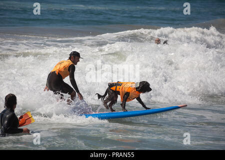 Huntington Beach, Kalifornien, USA. 29. September 2018. September 29, 2018 - Brody (Labradoodle), im Besitz von Pam Lucado, Reitschule Tandem mit seinem Handler im Surf City Surf Dog Comptetition in Huntington Beach, CA, USA Credit: kayte Deioma/Alamy leben Nachrichten Stockfoto