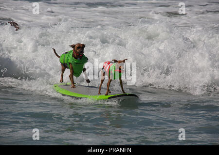 Huntington Beach, Kalifornien, USA. 29. September 2018. September 29, 2018 - Rusty (links) und Giselle tandem surfen Surf City Surf Dog Comptetition in Huntington Beach, CA, USA Credit: kayte Deioma/Alamy leben Nachrichten Stockfoto