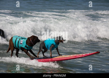 Huntington Beach, Kalifornien, USA. 29. September 2018. September 29, 2018 - Bono (links) und Maya aus Brasilien gewann den zweiten Platz in der Tandem Surfen Kategorie im Surf City Surf Dog Comptetition in Huntington Beach, CA, USA Credit: kayte Deioma/Alamy leben Nachrichten Stockfoto