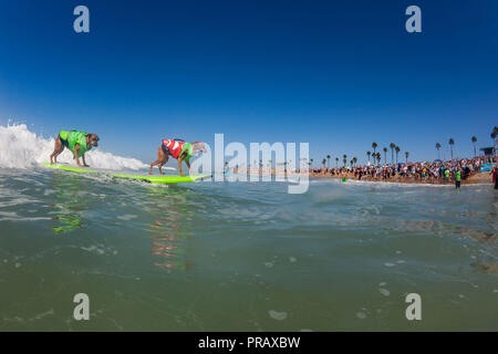 Hunnington Beach, CA, USA. 29 Sep, 2018. Surfcity Surfdog Wettbewerb. Die McKenna Subaru Surf City Surf Hunde", der weltbekannten Premier Event auf dem Hund surfen Stromkreis wird jährlich Ende September in Surf City USA statt. Die Veranstaltung bringt die Gemeinschaft, Surfer, Hundeliebhaber, Familien und Haustiere für einen Tag voller Spaß und Fundraising an einem der unberührtesten Strände Südkaliforniens - Huntington Hund Strand! Credit: Daren Fentiman/ZUMA Draht/Alamy leben Nachrichten Stockfoto