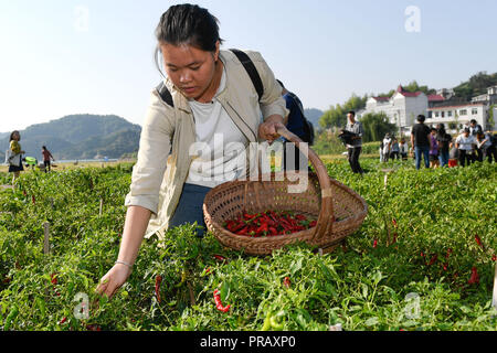 (181001) - Hangzhou, Okt. 1, 2018 -- Eine touristische Erfahrungen sammeln Paprika bei Aoshan Dorf Jieshou Township in Jingdezhen County, im Osten der chinesischen Provinz Zhejiang, Sept. 30, 2018. Touristen können traditionelle landwirtschaftliche Aktivitäten, durch die Teilnahme an Spielen, die von Dorfbewohnern organisiert. (Xinhua / Huang Zongzhi) (ly) Stockfoto