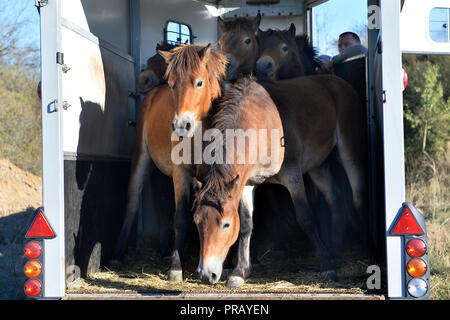 Dobrany, Tschechische Republik. 30 Sep, 2018. Sechs junge Hengste von Exmoor Pony Wildpferde, die ursprünglich aus Großbritannien kommen, aber in Milovice geboren, wurden in die akklimatisation Gehäuse in der Nähe der Weide auf Slovicky vrch Natur 2000 Lokalität Verbreitung auf 30 Hektar auf aggressive Gräser, Dobrany, Tschechische Republik, 30. September 2018 zu durchsuchen. Credit: Miroslav Chaloupka/CTK Photo/Alamy leben Nachrichten Stockfoto