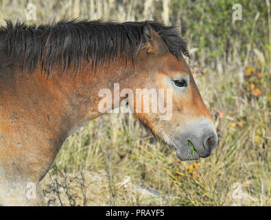 Dobrany, Tschechische Republik. 30 Sep, 2018. Sechs junge Hengste von Exmoor Pony Wildpferde, die ursprünglich aus Großbritannien kommen, aber in Milovice geboren, wurden in die akklimatisation Gehäuse in der Nähe der Weide auf Slovicky vrch Natur 2000 Lokalität Verbreitung auf 30 Hektar auf aggressive Gräser, Dobrany, Tschechische Republik, 30. September 2018 zu durchsuchen. Credit: Miroslav Chaloupka/CTK Photo/Alamy leben Nachrichten Stockfoto