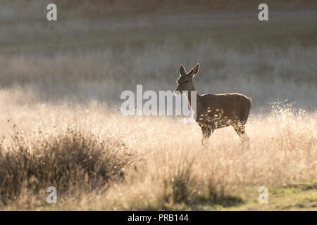 Richmond Park, London, Vereinigtes Königreich. 1. Oktober 2018. Rotwild sind in der alten Deer Park während einer hellen, kalten Morgen in Richmond Park am Beginn der Brunftzeit gesehen. Credit: Andrew Plummer/Alamy leben Nachrichten Stockfoto