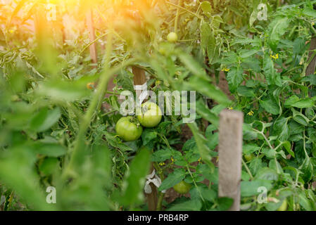 In modernen Gewächshäusern aus Polycarbonat wachsen Pfeffer Sämlinge. Stockfoto