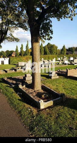 Baum, der aus einem Grab in Newport Friedhof, Lincoln, Großbritannien Bild auf einem Smartphone. Stockfoto