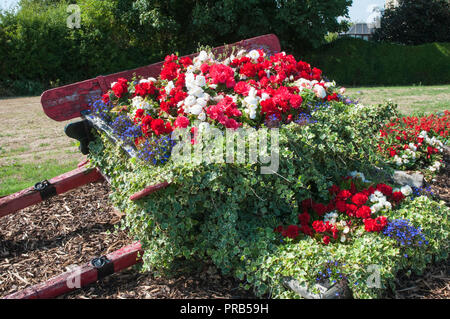 Blume am Straßenrand Anzeige von roten und weißen Begonien mit Efeu in alten farmcart. Befindet sich auf der Straße zu Stalmine Dorf in der Nähe von Blackpool Lancashire England UK. Stockfoto