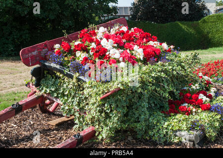 Blume am Straßenrand Anzeige von roten und weißen Begonien mit Efeu in alten farmcart. Befindet sich auf der Straße zu Stalmine Dorf in der Nähe von Blackpool Lancashire England UK. Stockfoto