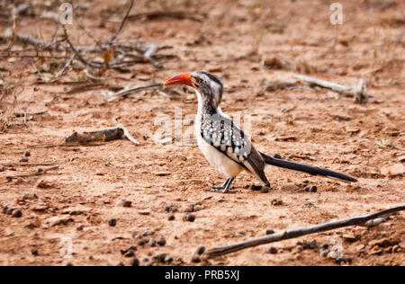 Nashornvogel Vögel auf dem Sand auf dem Boden, Botswana, Afrika. Stockfoto