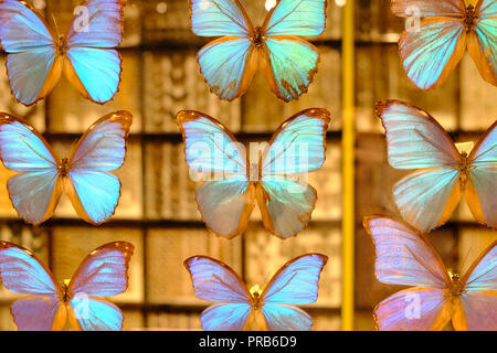 Irisierende Morpho Schmetterlinge in einem durchsichtigen Glas Rahmen angezeigt Stockfoto