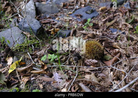 Gefallenen Kastanien und Blätter im Herbst Textur auf dem Waldboden Hintergrund Stockfoto