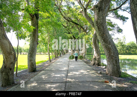 Ein Bauer Frau trägt zwei Gras Körbe durch picul-Stick auf der Landstraße im Rahmen der Reihen von Bäumen Stockfoto