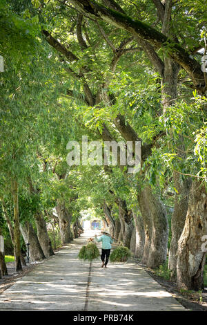 Ein Bauer Frau trägt zwei Gras Körbe durch picul-Stick auf der Landstraße im Rahmen der Reihen von Bäumen Stockfoto