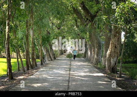 Ein Bauer Frau trägt zwei Gras Körbe durch picul-Stick auf der Landstraße im Rahmen der Reihen von Bäumen Stockfoto