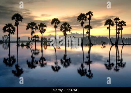 Reihe von Palmen in Silhouette reflektieren auf der Oberfläche Wasser des Flusses bei Sonnenaufgang Stockfoto