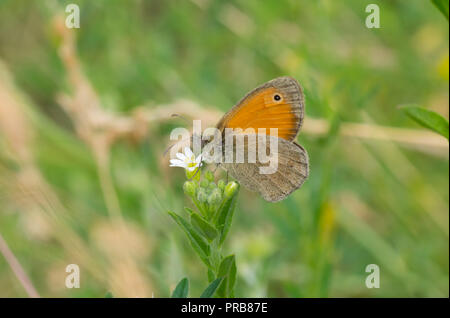 Wiese Braun (Pyrausta aurata) Schmetterling sitzt auf wilden Stellaria media Unkraut Pflanzen in der Blütezeit und saugen Nektar Stockfoto