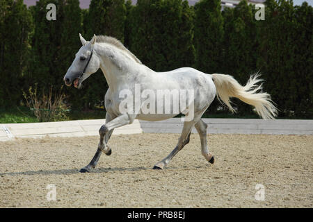 In der Nähe des Andalusischen Pferdes stabil bei den Rest galoppieren. Stockfoto