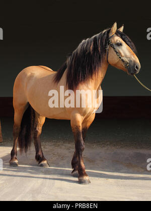 Paso Fino Pferde dunkel stabile Portrait Stockfoto