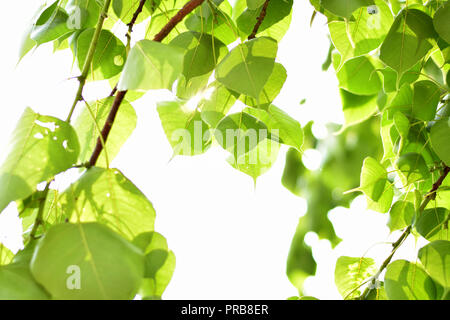 Banyan Tree Blätter im Sonnenlicht. Stockfoto