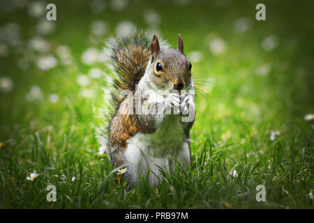 Niedliche graue Eichhörnchen essen Mutter auf Rasen (Sciurus carolinensis) Stockfoto