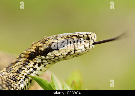 Makro Portrait von seltenen meadow Viper (Vipera ursinii rakosiensis) Stockfoto