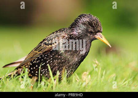 Motley starling Suchen nach Nahrung auf Rasen (Sturnus vulgaris) Stockfoto