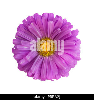 Violett aster Blume auf weißem Hintergrund Stockfoto