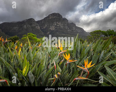 Strelitzien, Bird-of-paradise flower, in den Kirstenbosch National Botanical Garden, unter Table Mountain National Park, Kapstadt, Südafrika Stockfoto