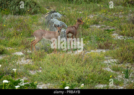 Steinböckchen (Raphicerus campestris), eine gemeinsame kleine Antilope im südlichen und östlichen Afrika, hier auf Robben Island, Cape Town, Südafrika gesehen Stockfoto