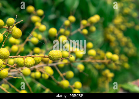 Nahaufnahme Früchte am Baum. Leckeres frisches Obst und grüne Blätter auf dem Baum im Sonnenlicht. Stockfoto